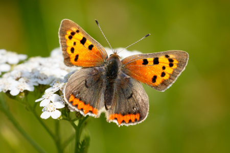 Small Copper 2