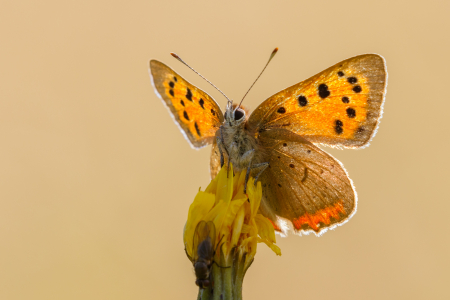 Small Copper