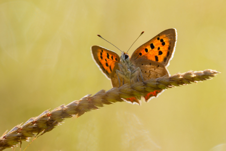 Small Copper 3