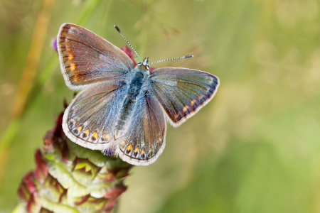 Common Blue (f)