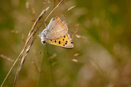 Small Copper