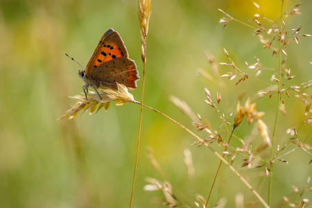 Small Copper 5