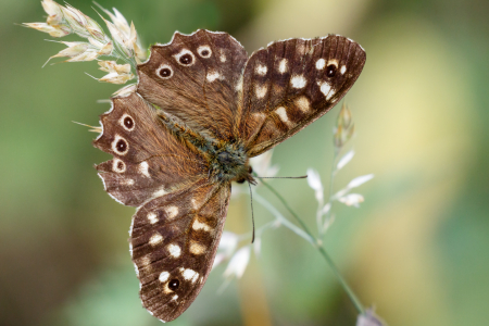 Speckled Wood