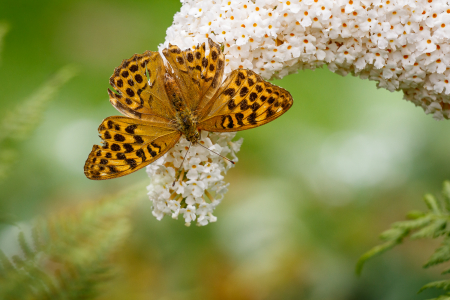 Silver-washed Fritillary