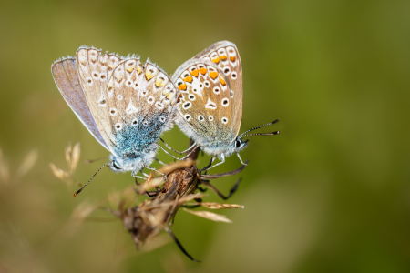 Common Blues