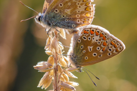 Common Blues 2