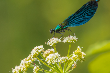 Male Beautiful Demoiselle