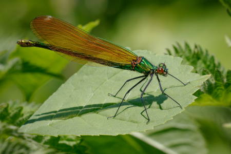 Beautiful Demoiselle (f)