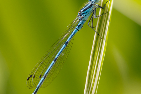Azure Damselfly
