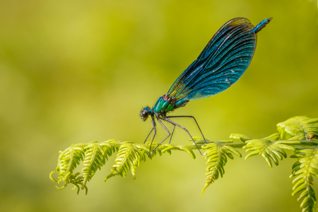 Beautiful Demoiselle